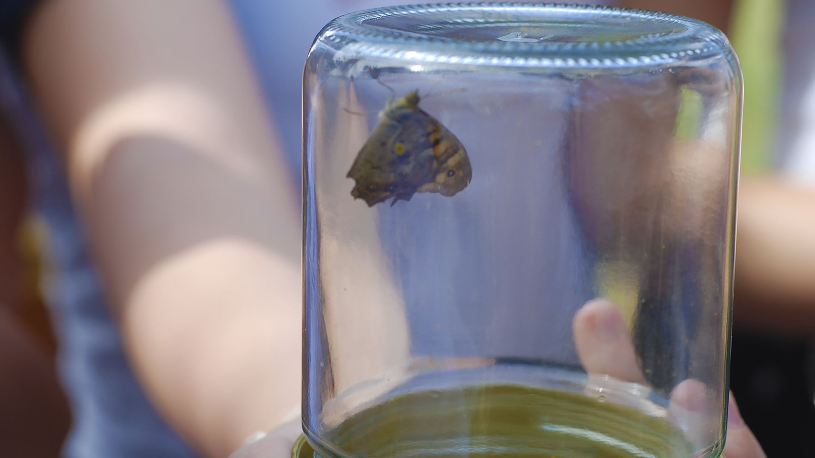 À descoberta dos polinizadores