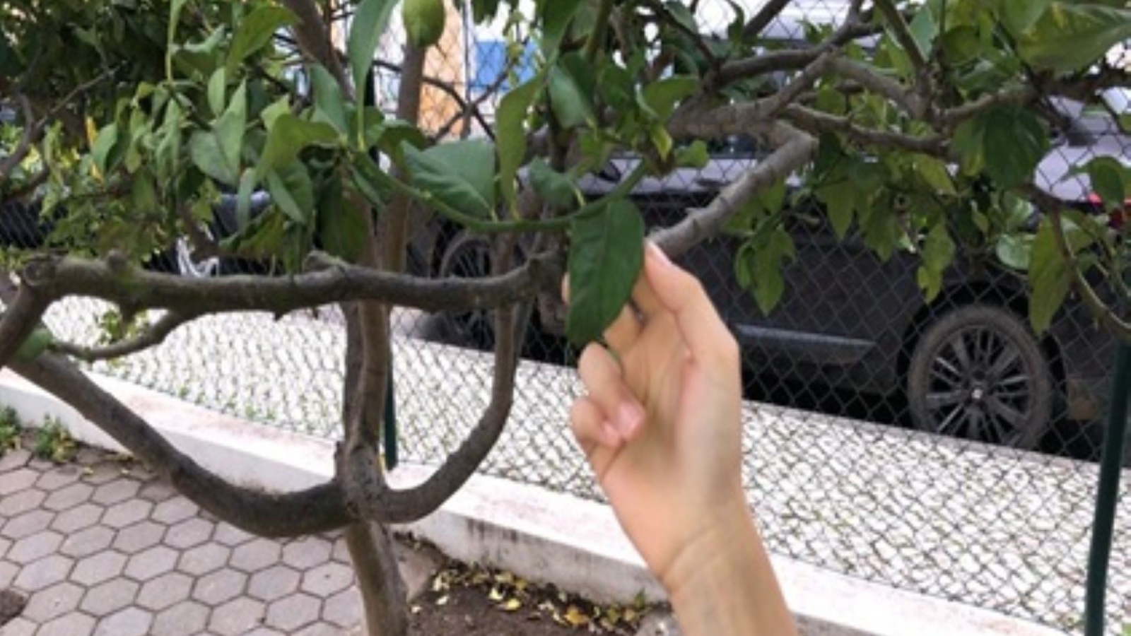 Dia 2 de Novembro - Dia de Aulas ao Ar Livre